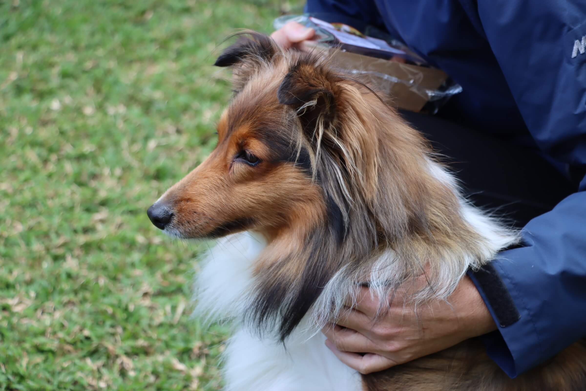 Past puppies playing