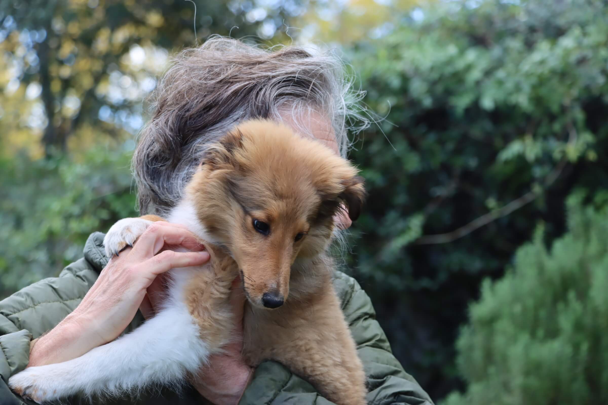 Past puppies playing