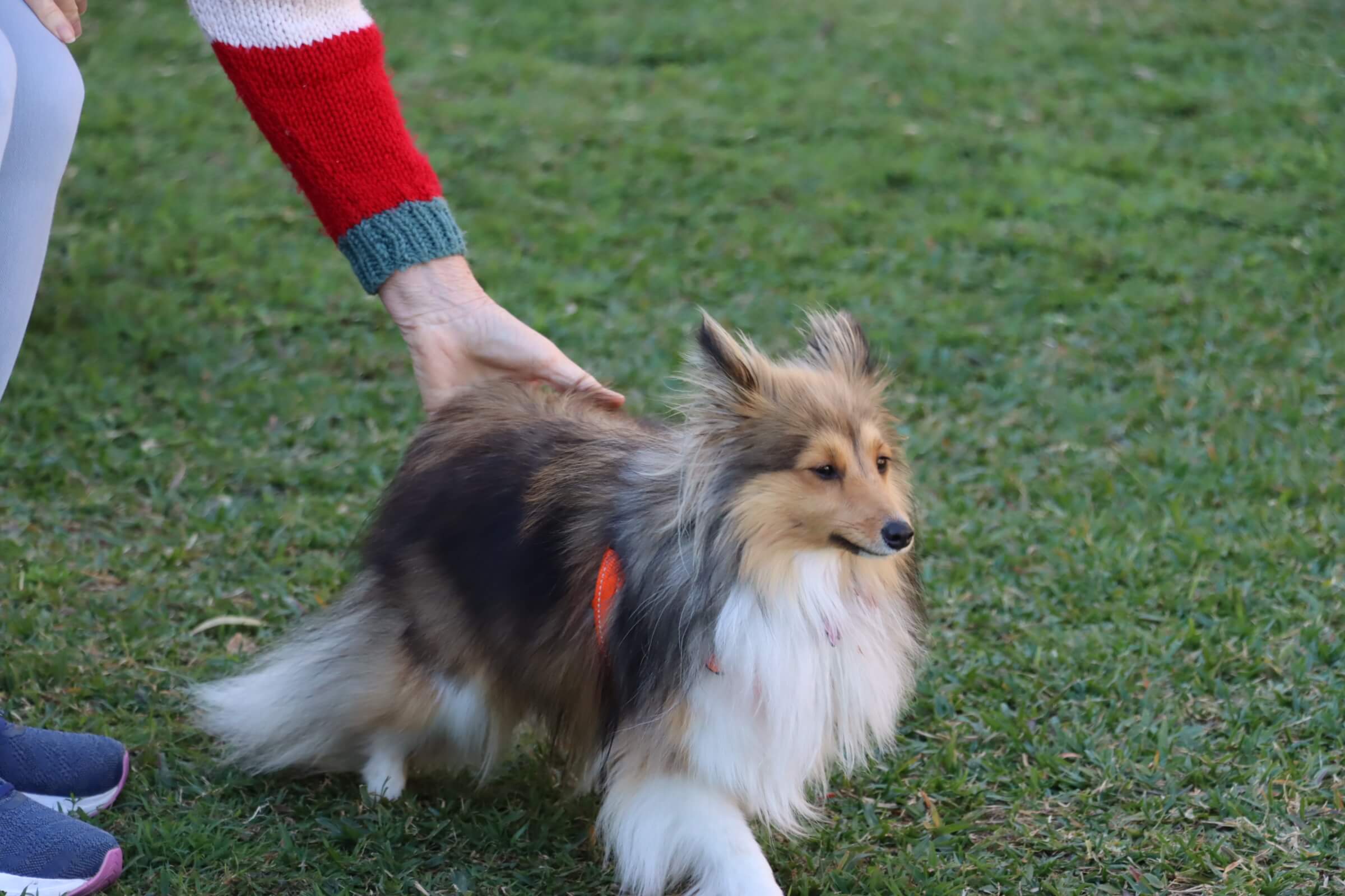 Past puppies playing