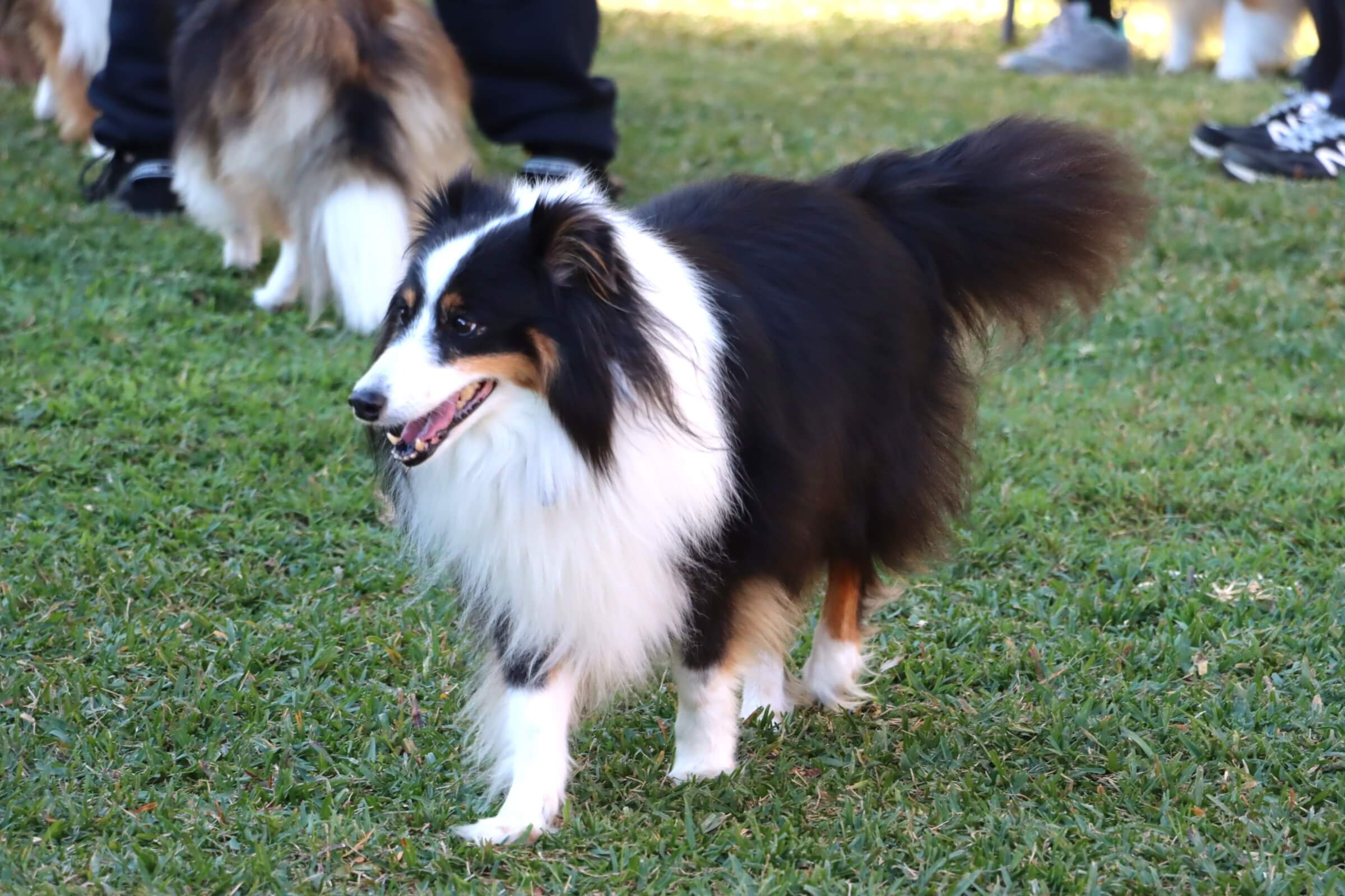 Past puppies playing