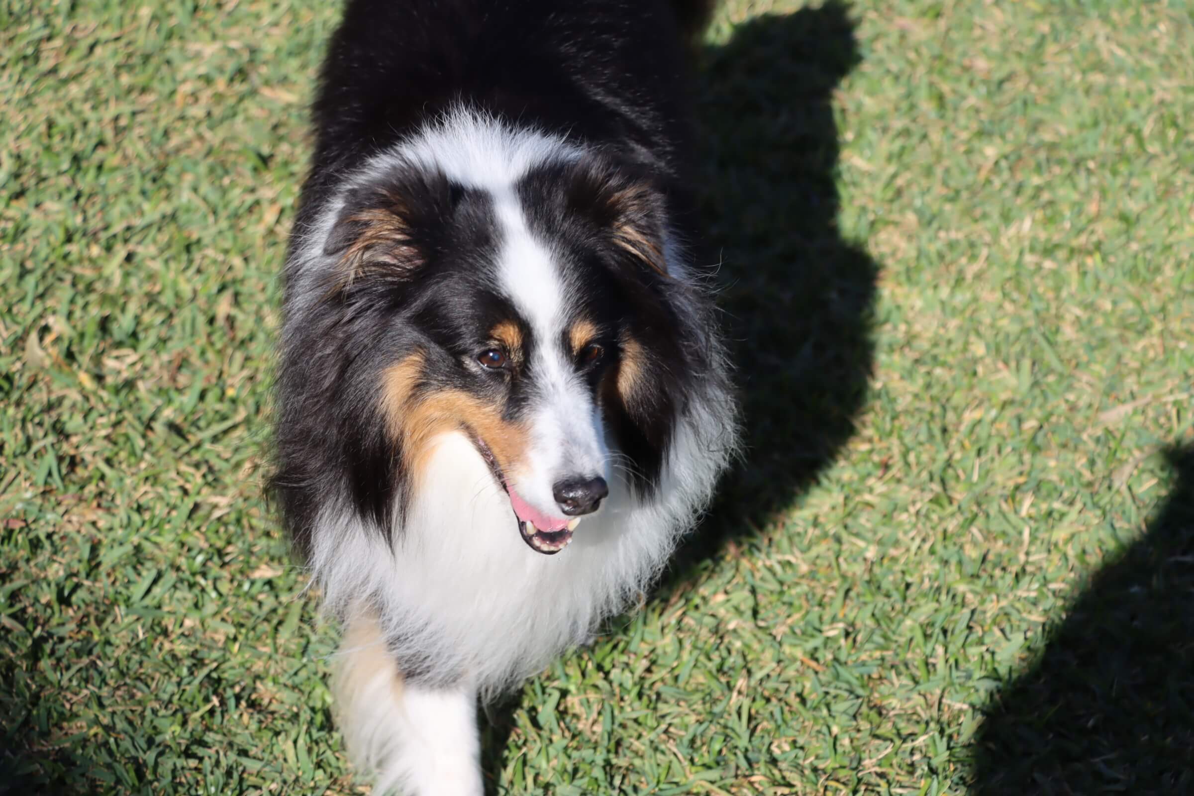 Past puppies playing