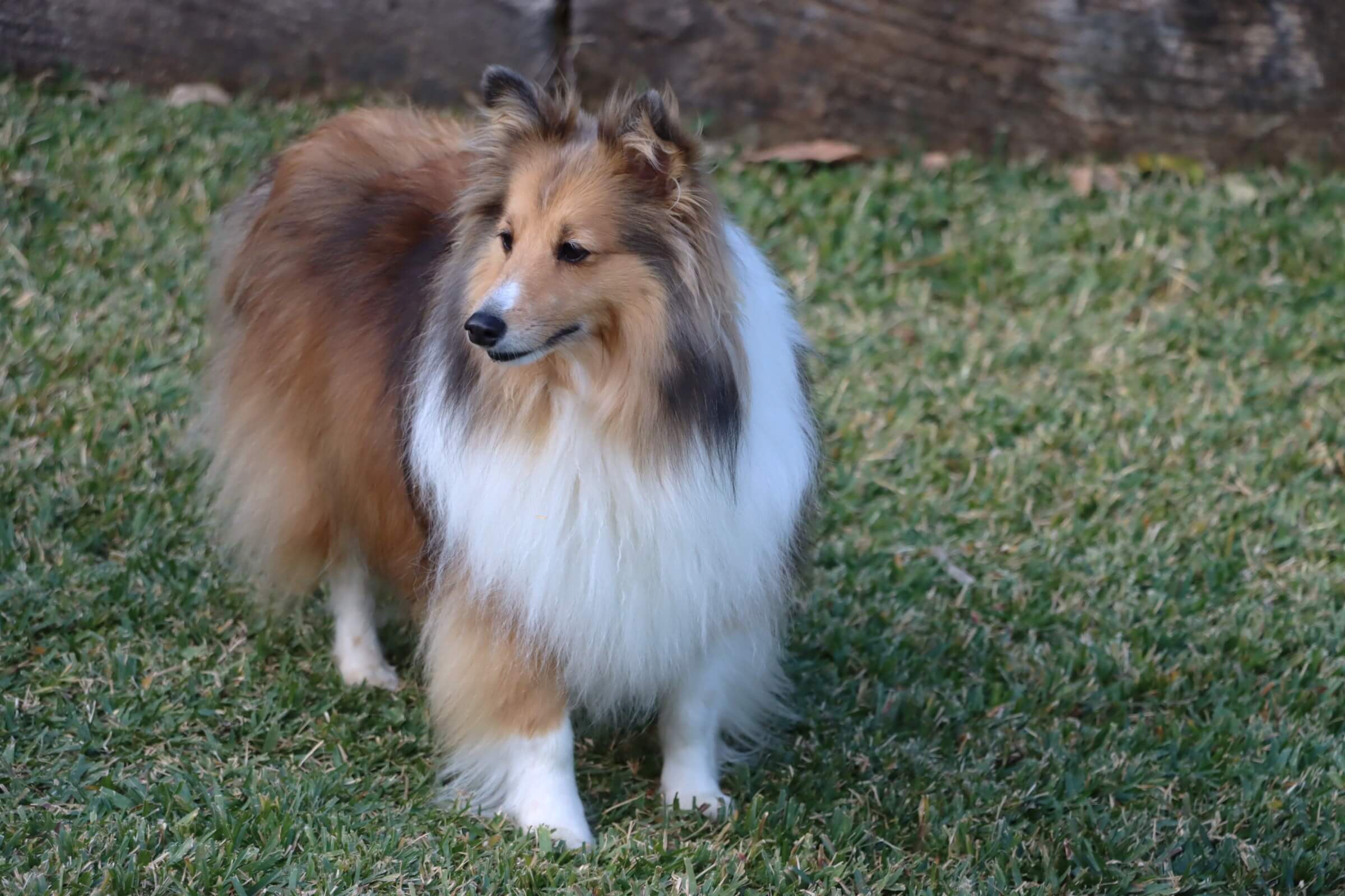 Past puppies playing