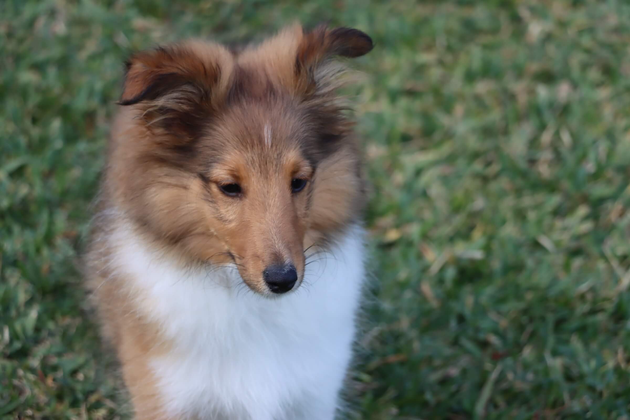 Past puppies playing