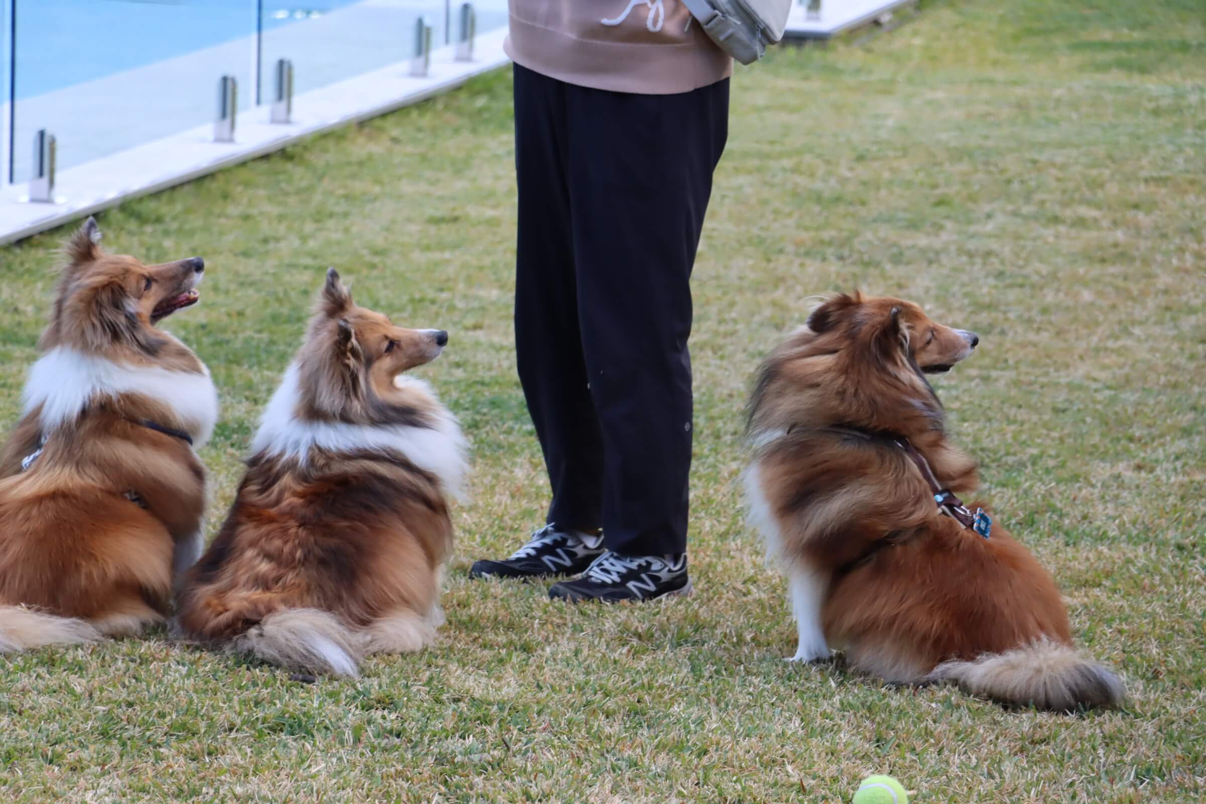 Past puppies playing