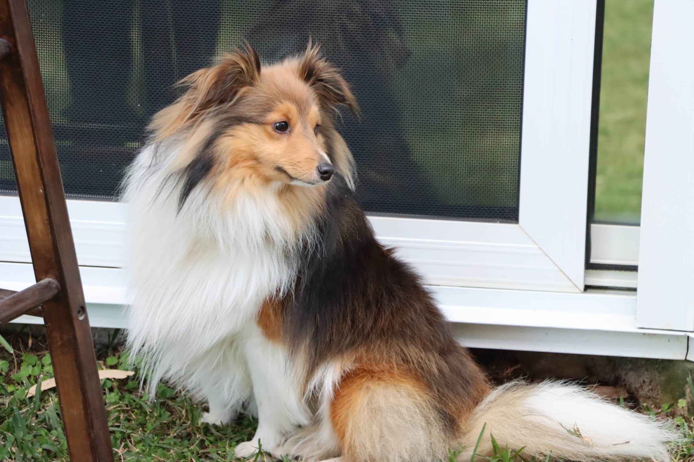 Past puppies playing