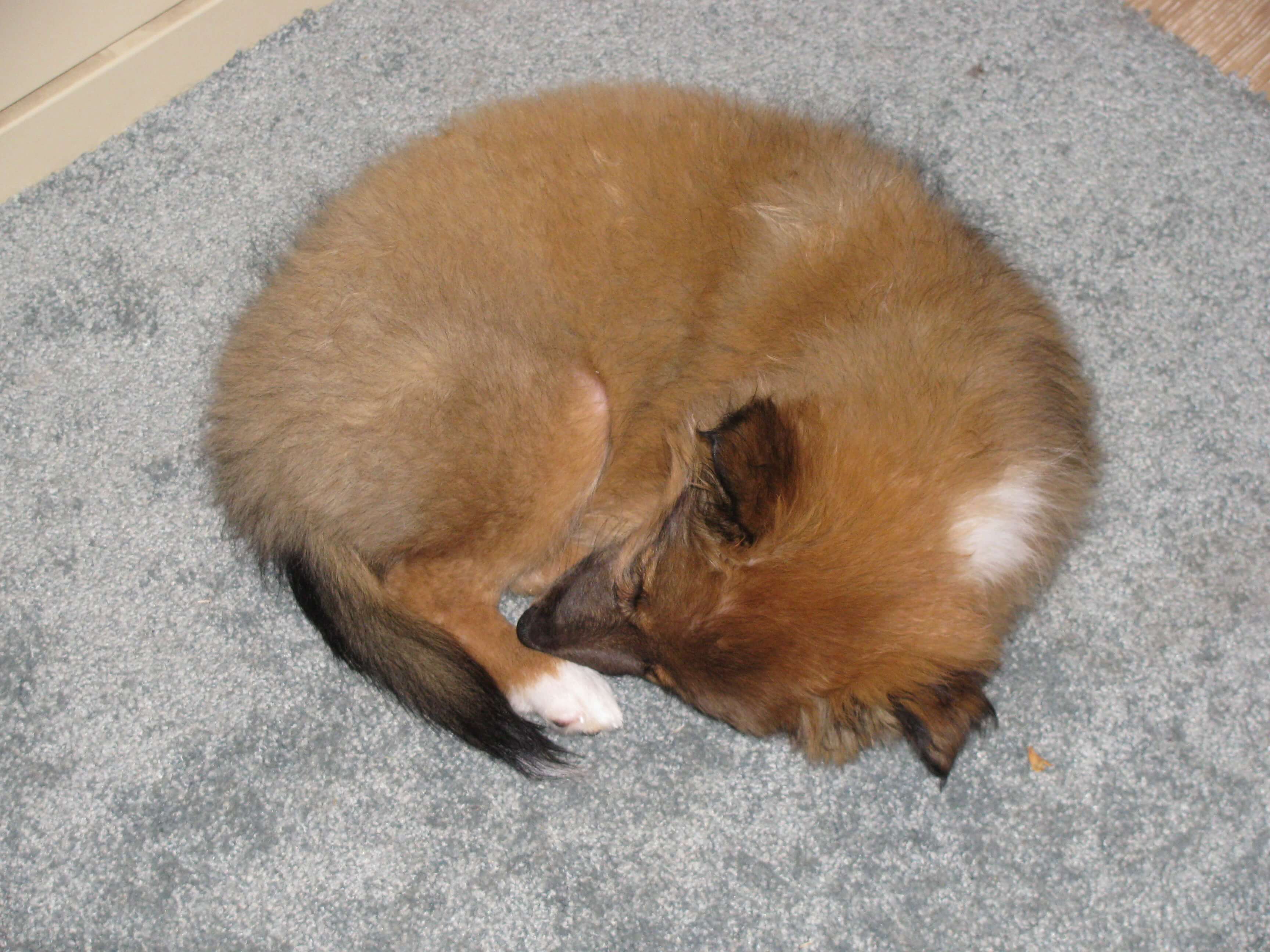 Rosie as a young puppy sleeping