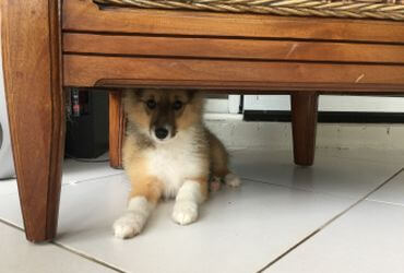 Pipper under a chair