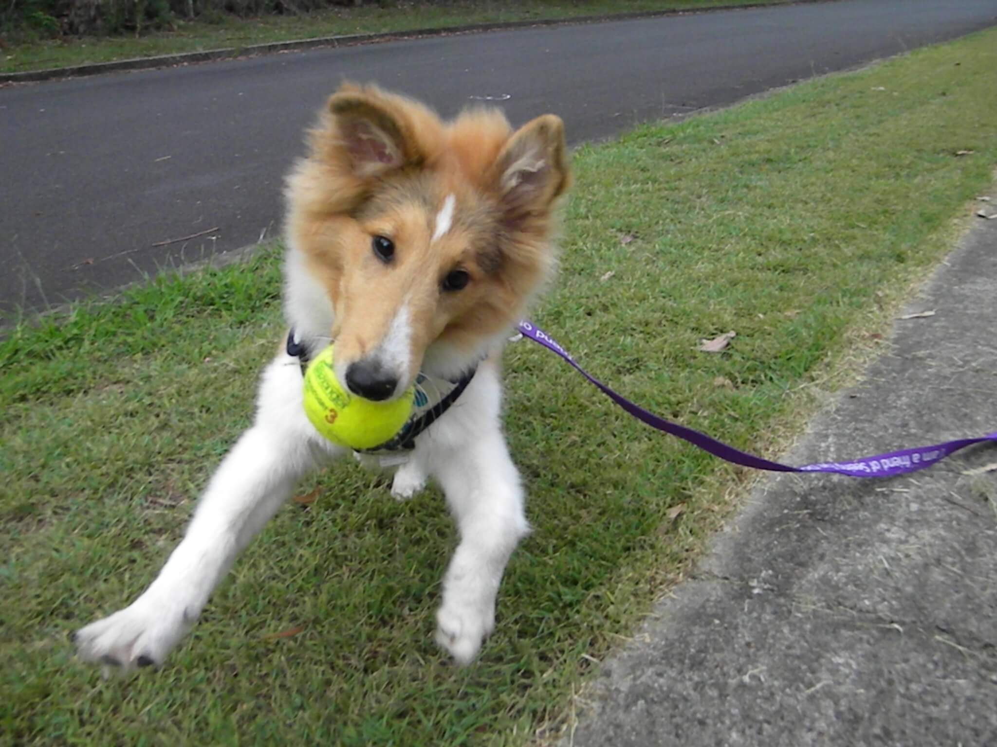 Maki as a puppy