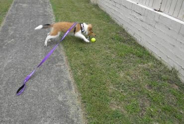 Maki chasing a ball