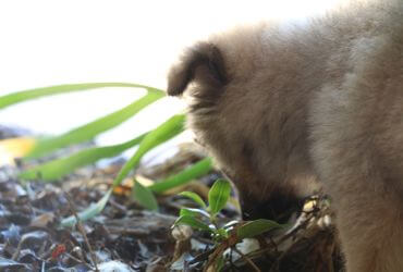 Rosi as a puppy in the garden