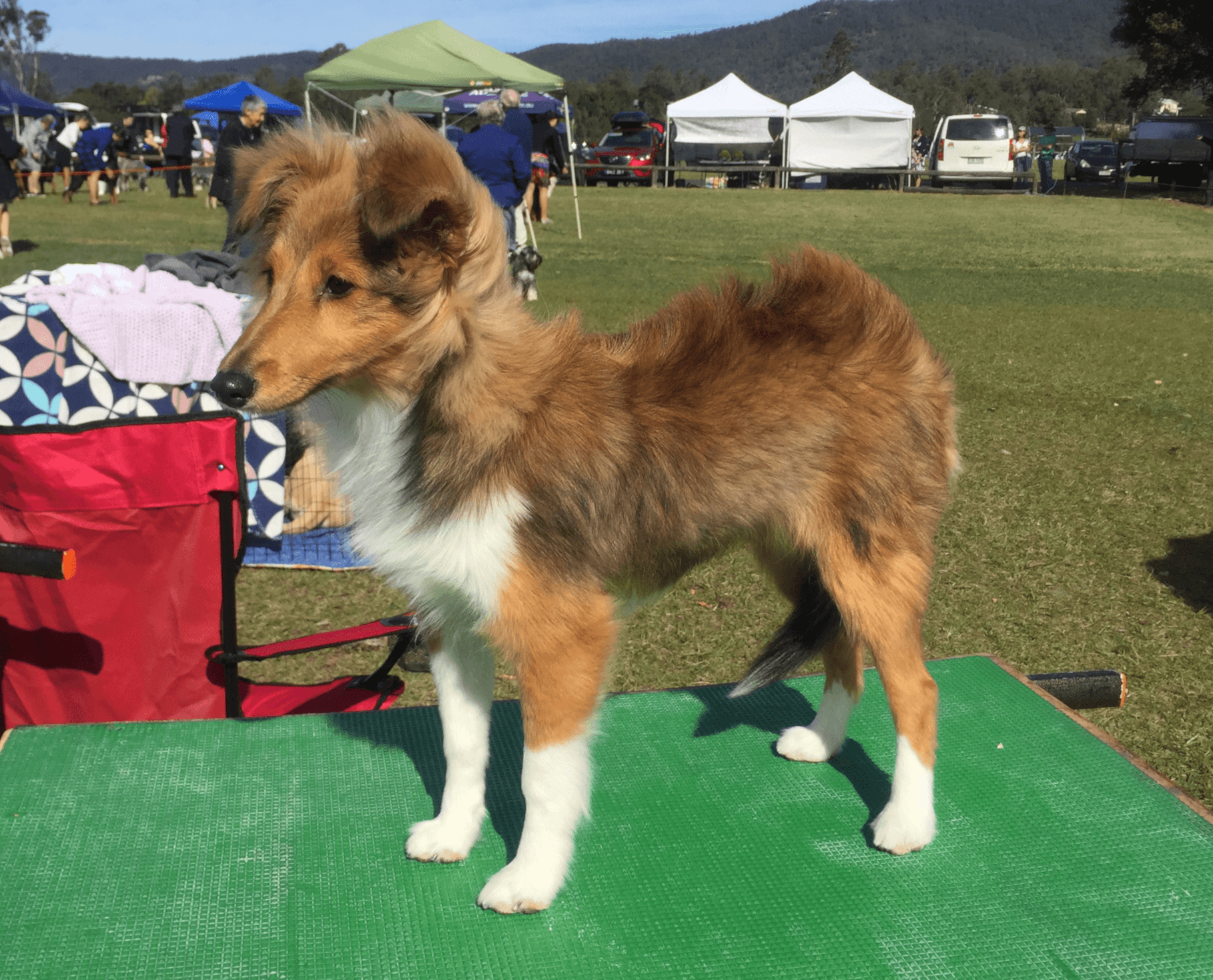 Pollie as a young puppy at her first dog show