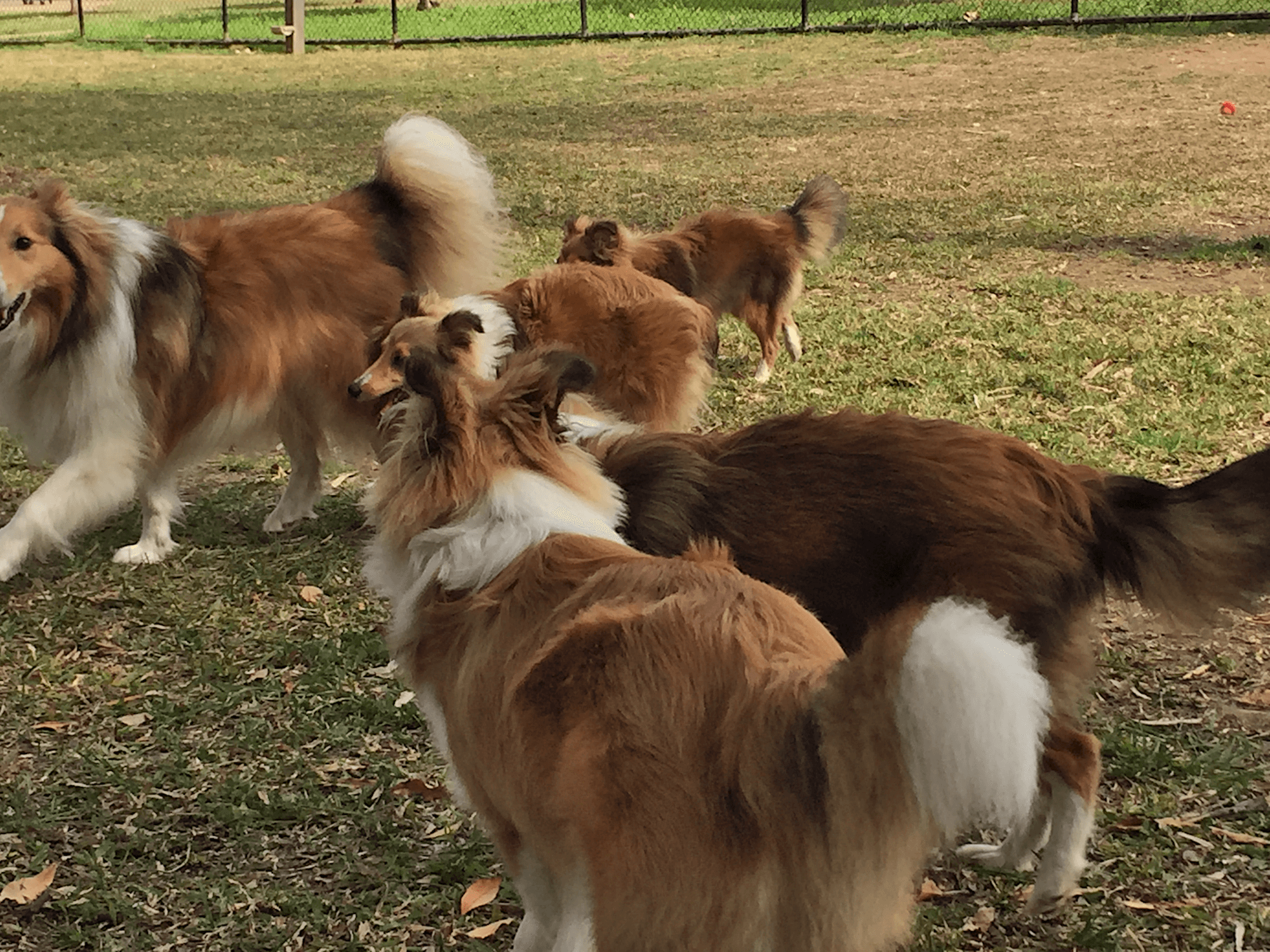 Prissington Shelties puppy reunion